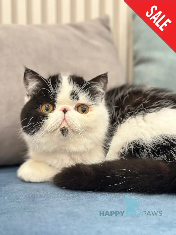 Teo Exotic male black bicolour live animals