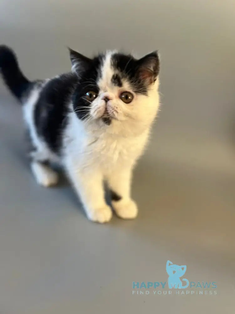 Teo Exotic male black bicolour live animals