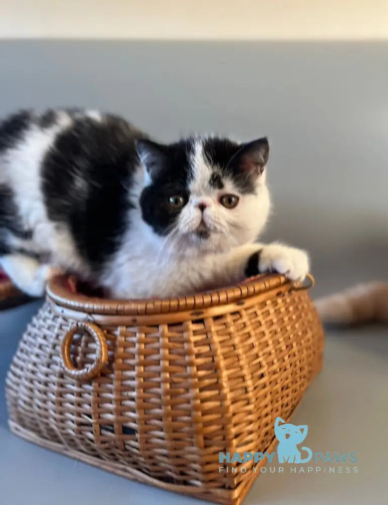 Teo Exotic male black bicolour live animals