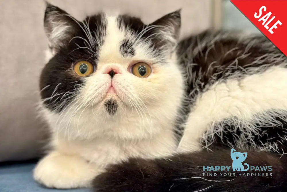 Teo Exotic male black bicolour live animals