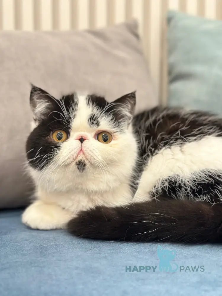 Teo Exotic male black bicolour live animals