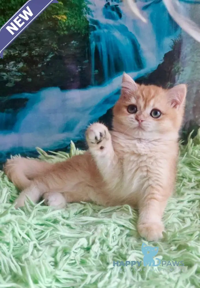Teodor British Shorthair male black silver chinchilla live animals
