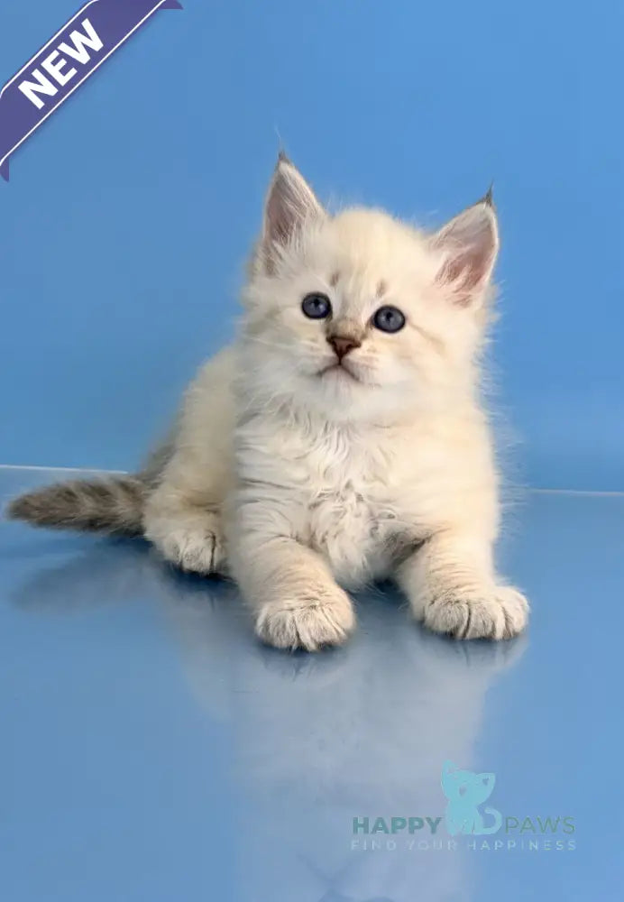 Teodor Siberian male blue tabby live animals