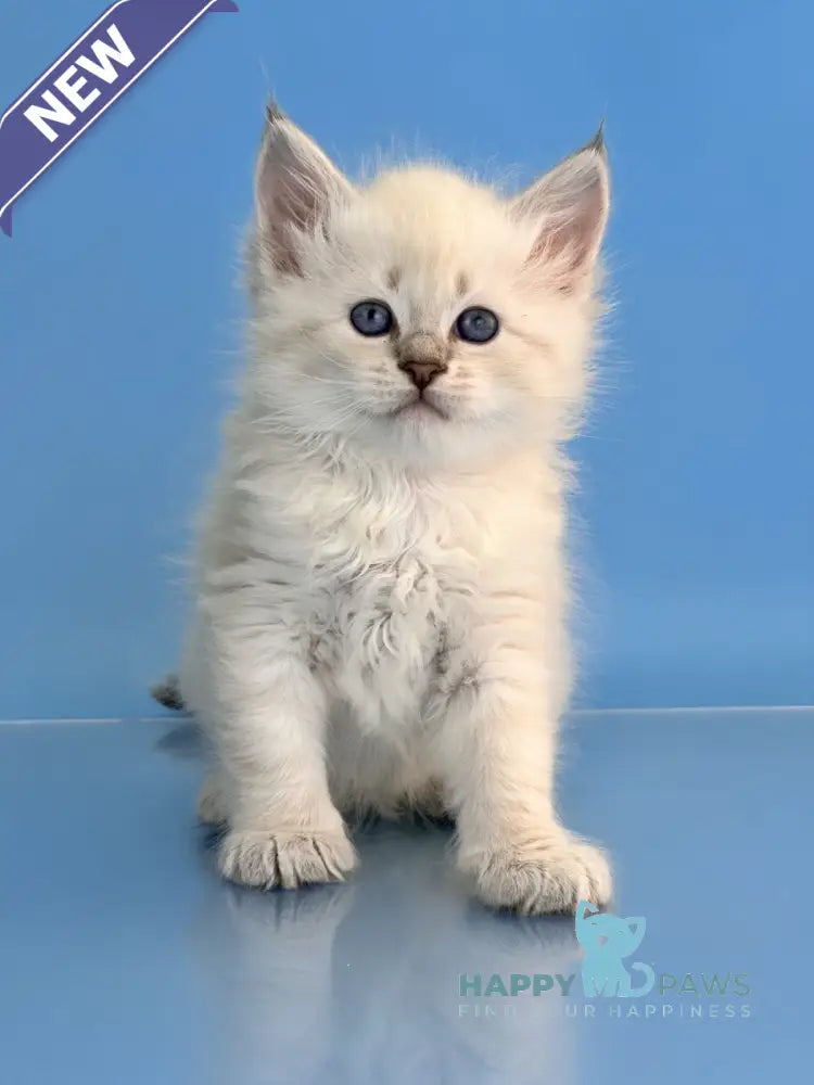 Teodor Siberian male blue tabby live animals