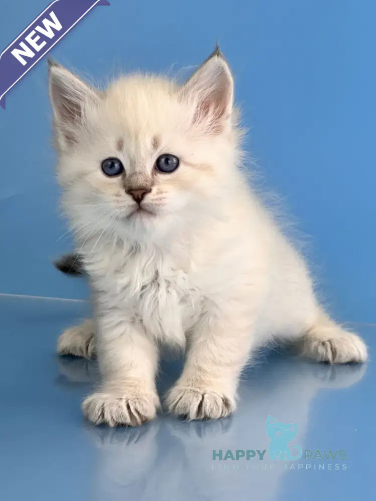 Teodor Siberian male blue tabby live animals