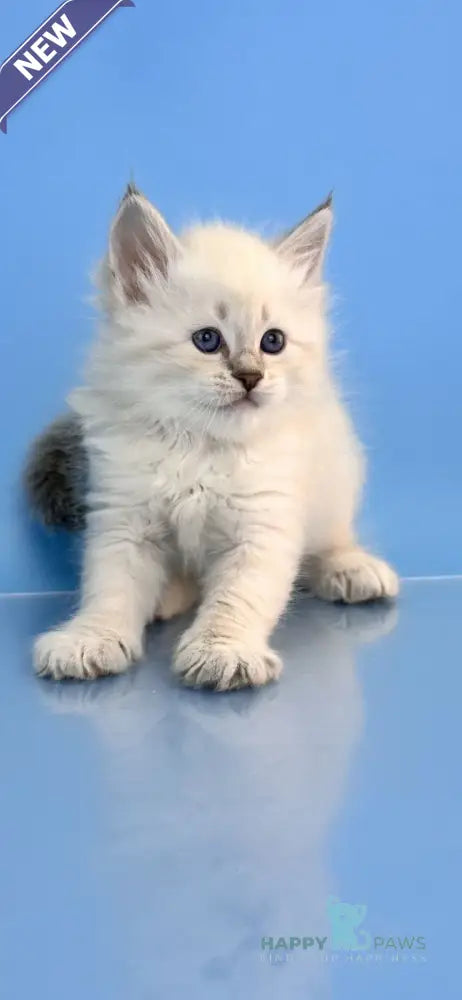 Teodor Siberian male blue tabby live animals