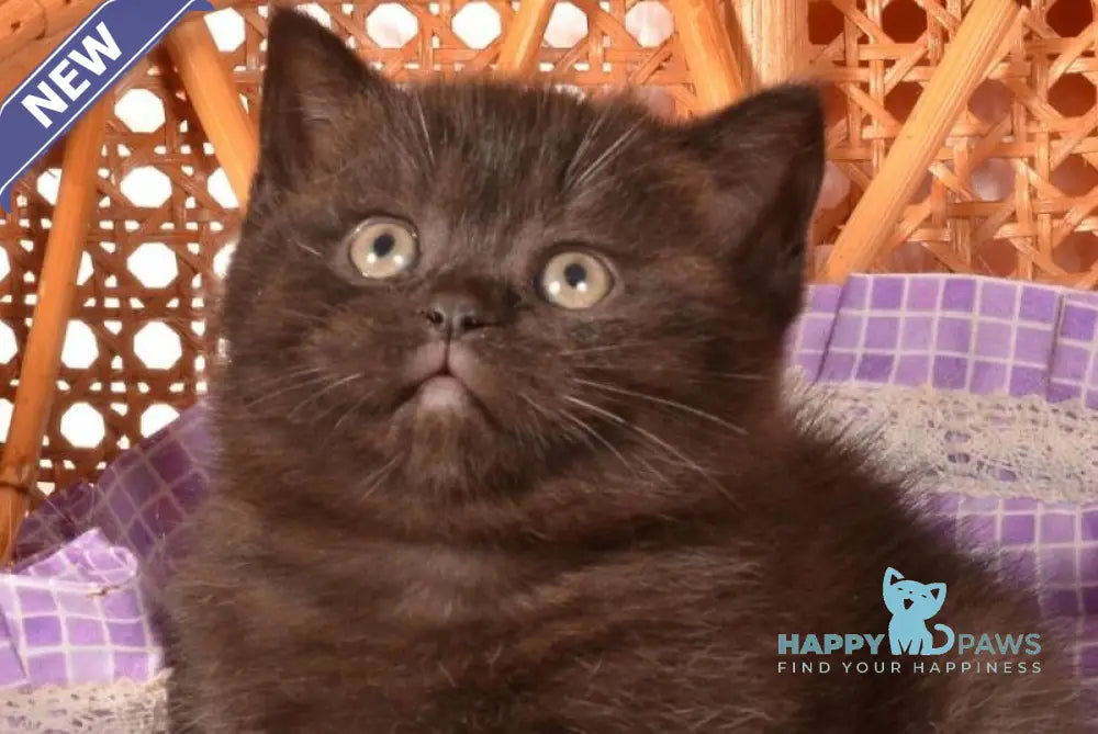 Teodora Scottish Straight female black live animals