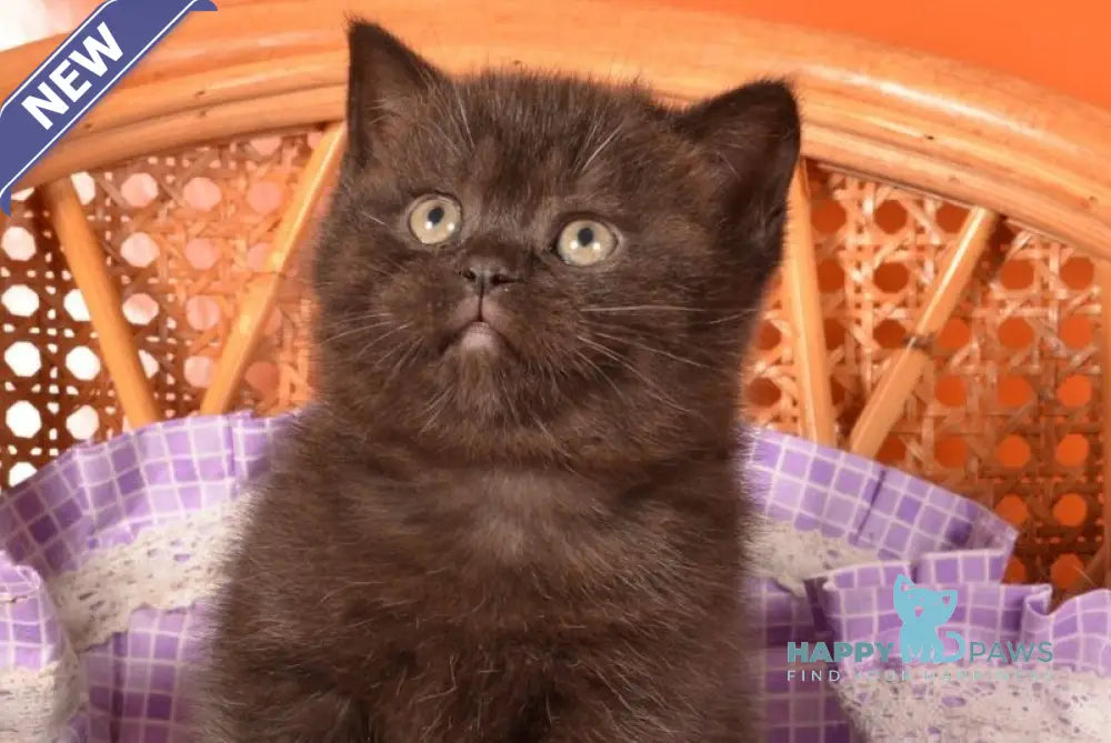 Teodora Scottish Straight female black live animals