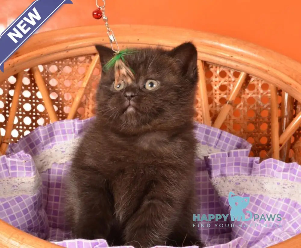Teodora Scottish Straight female black live animals