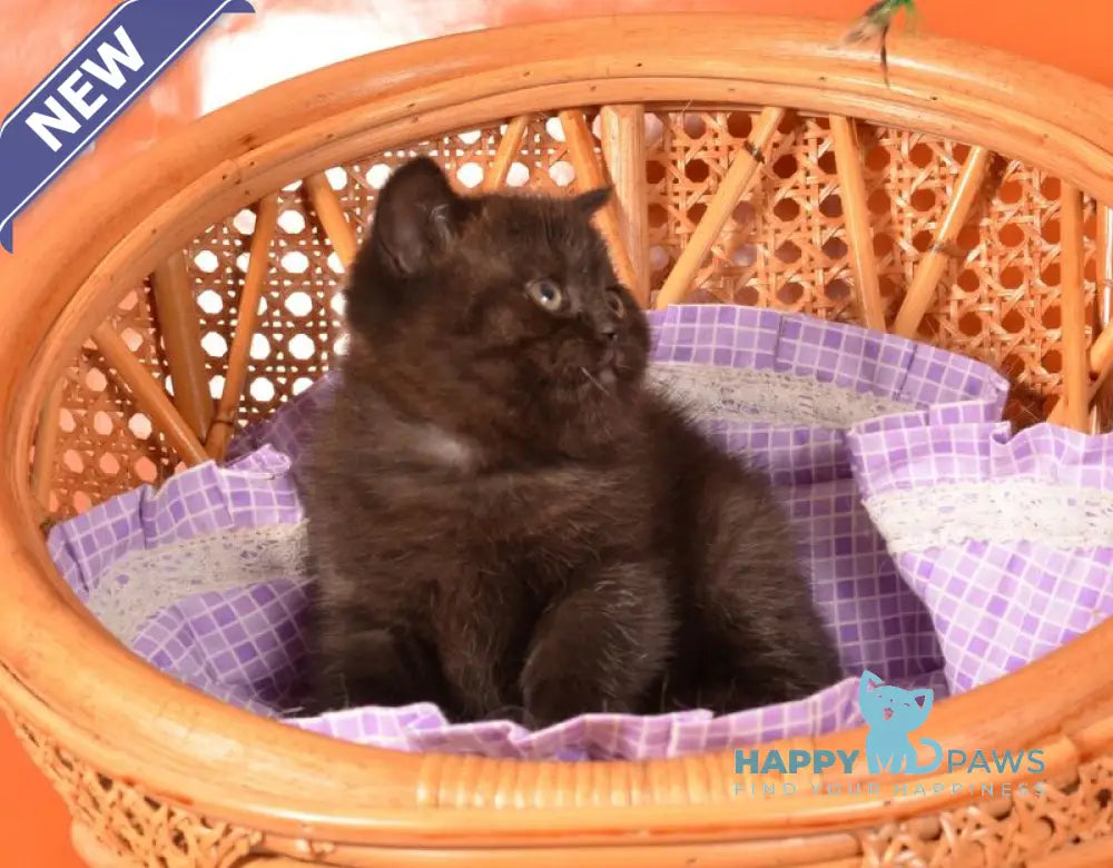 Teodora Scottish Straight female black live animals
