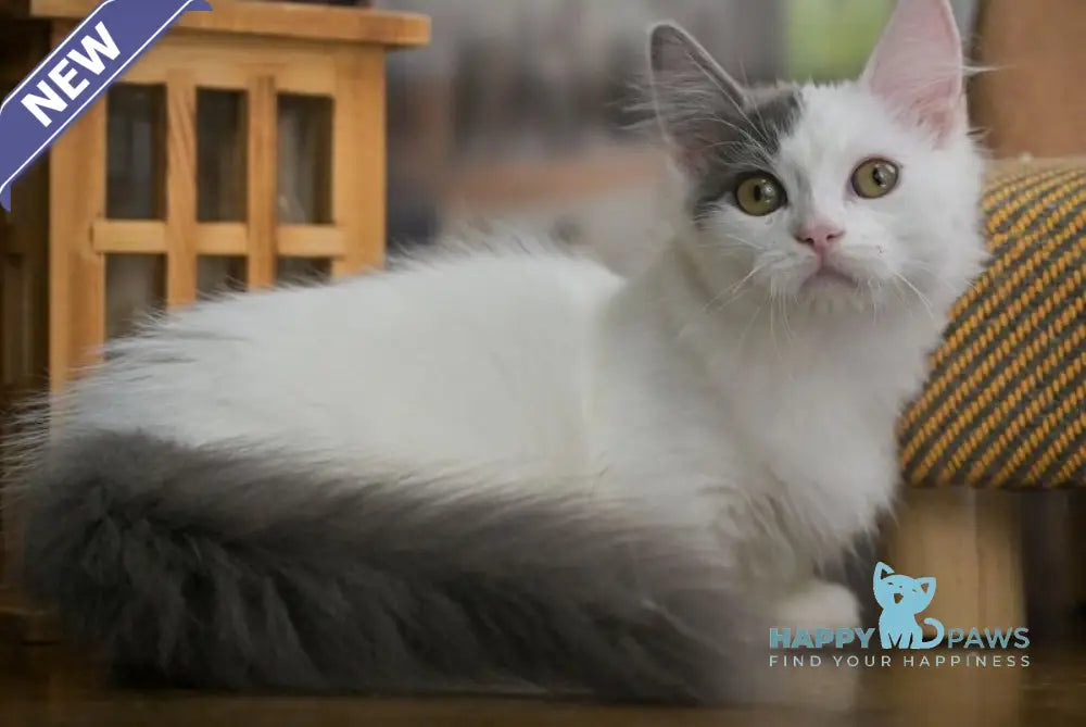 Teodoro Munchkin male blue van live animals