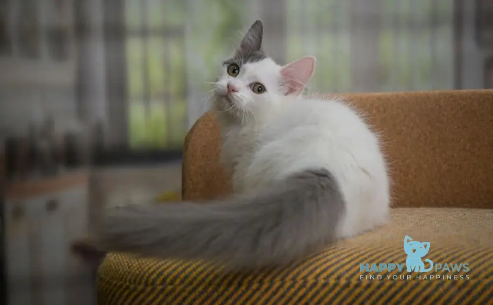 Teodoro Munchkin male blue van live animals