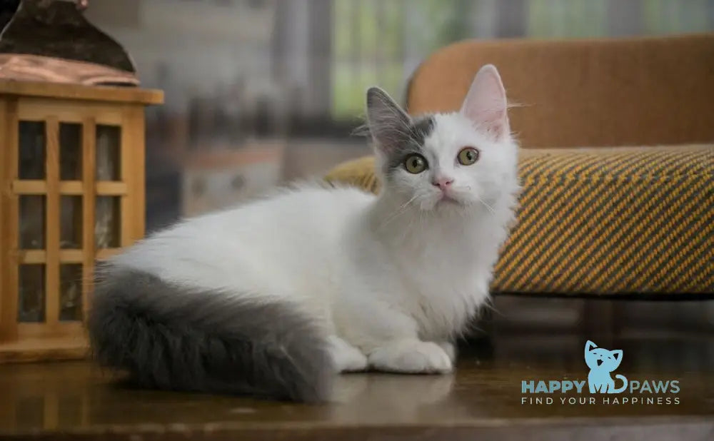 Teodoro Munchkin male blue van live animals