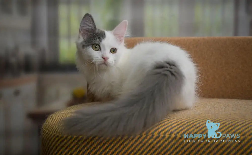 Teodoro Munchkin male blue van live animals