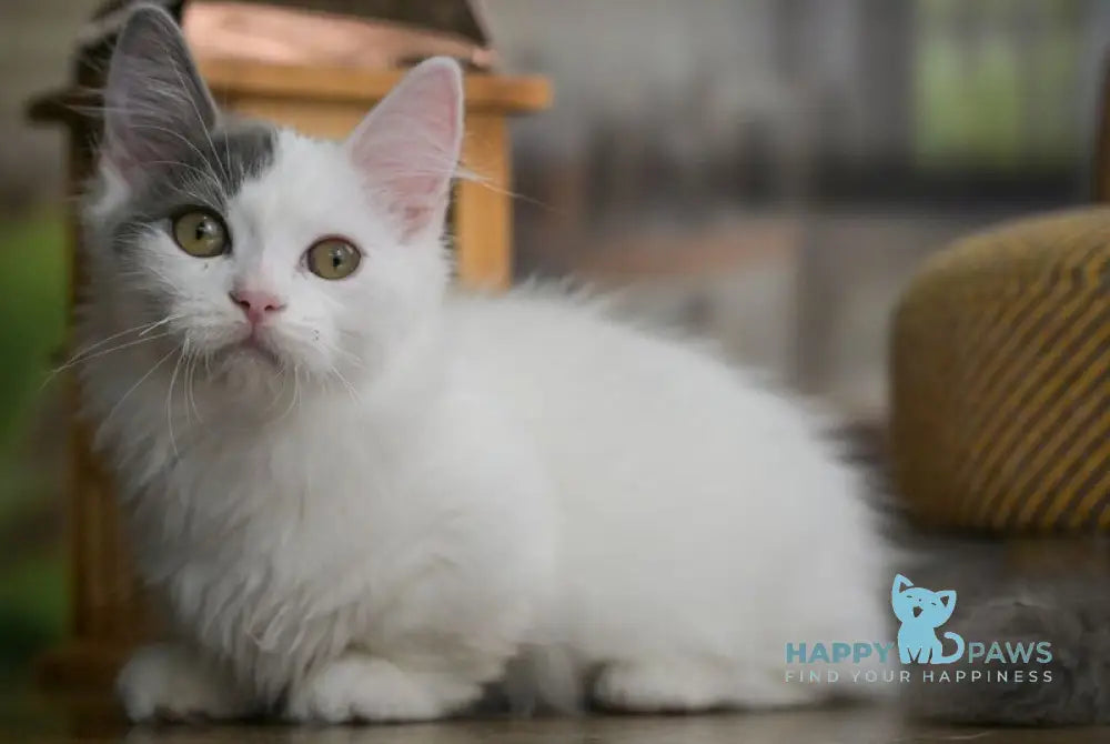 Teodoro Munchkin male blue van live animals