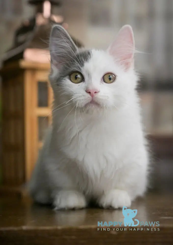 Teodoro Munchkin male blue van live animals