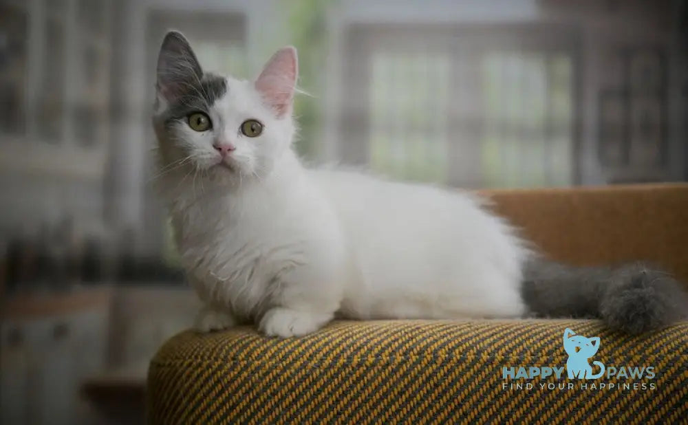 Teodoro Munchkin male blue van live animals