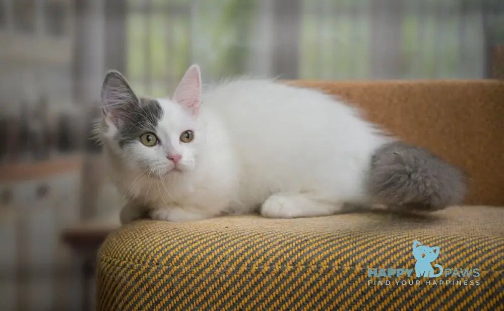 Teodoro Munchkin male blue van live animals