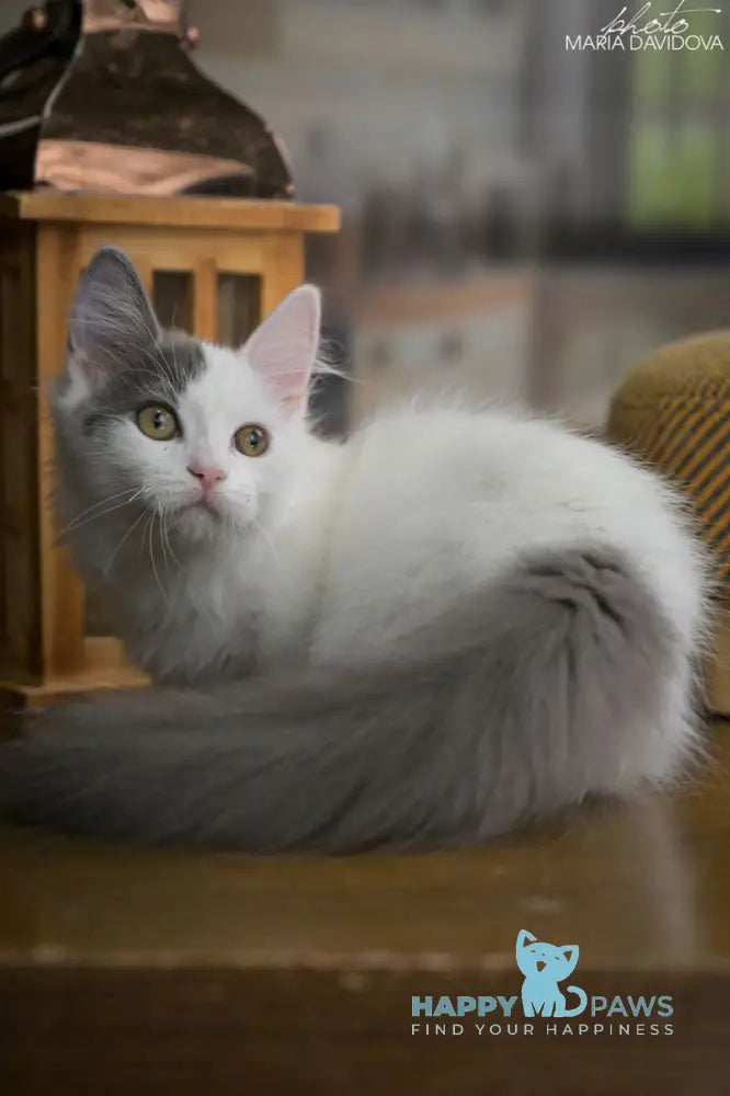 Teodoro Munchkin male blue van live animals