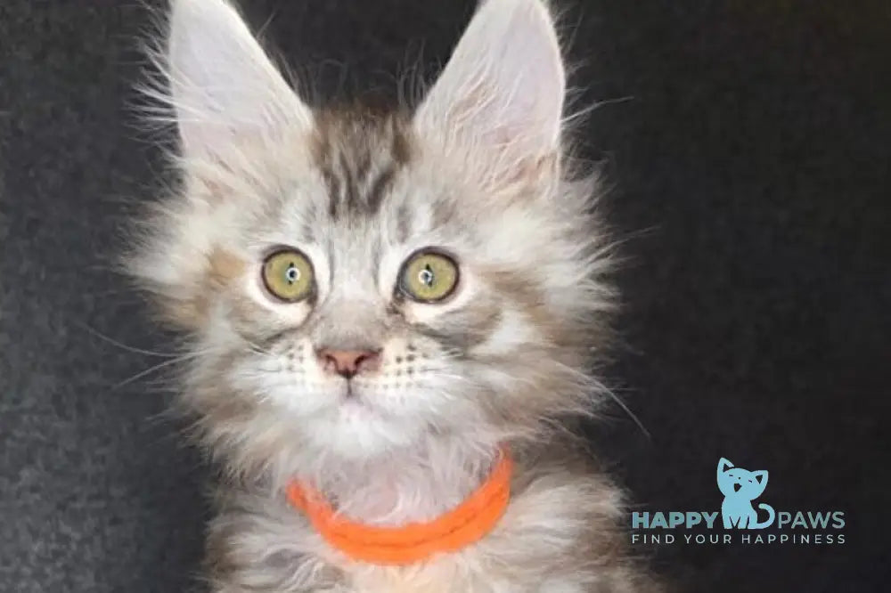 Tequila Maine Coon female black tortie bicolour tabby live animals