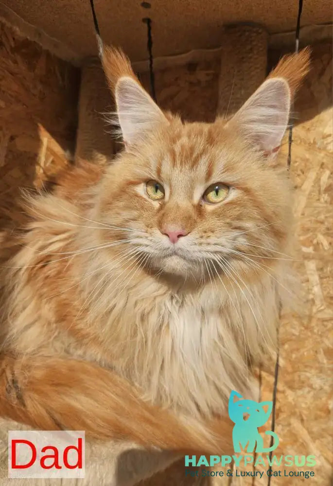 Tequila Maine Coon female black tortie bicolour tabby live animals