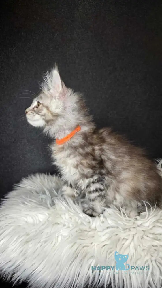 Tequila Maine Coon female black tortie bicolour tabby live animals