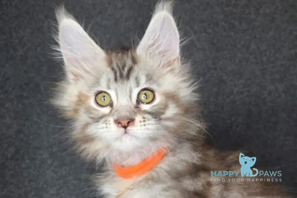 Tequila Maine Coon female black tortie bicolour tabby live animals