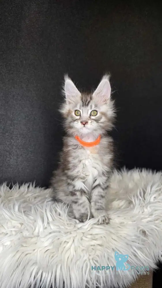 Tequila Maine Coon female black tortie bicolour tabby live animals