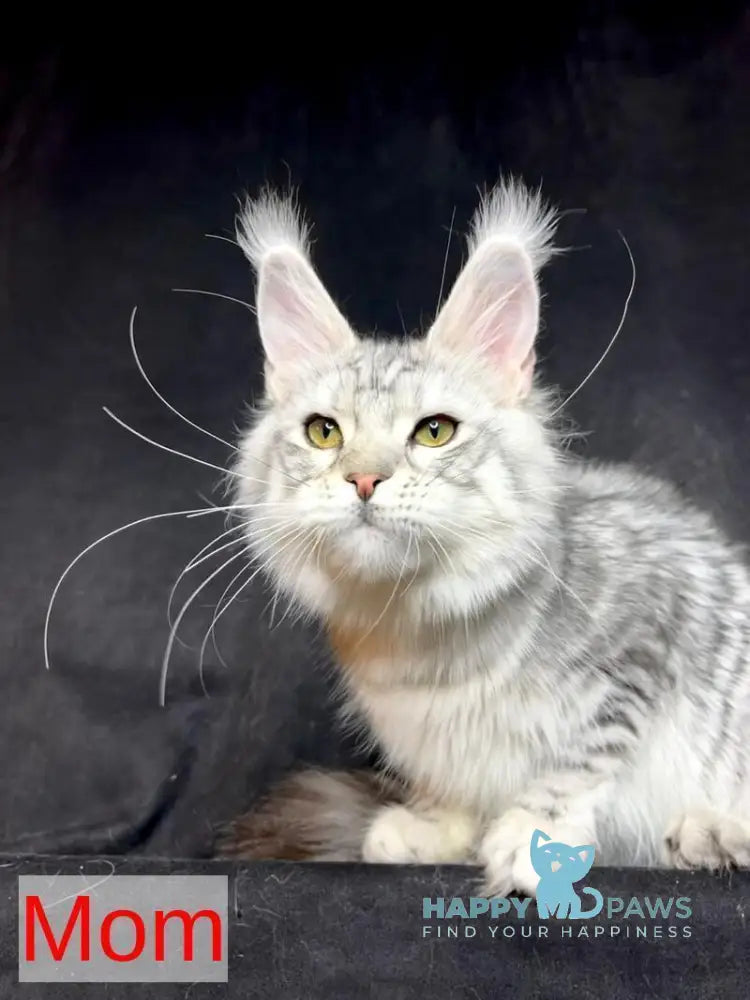 Tequila Maine Coon female black tortie bicolour tabby live animals