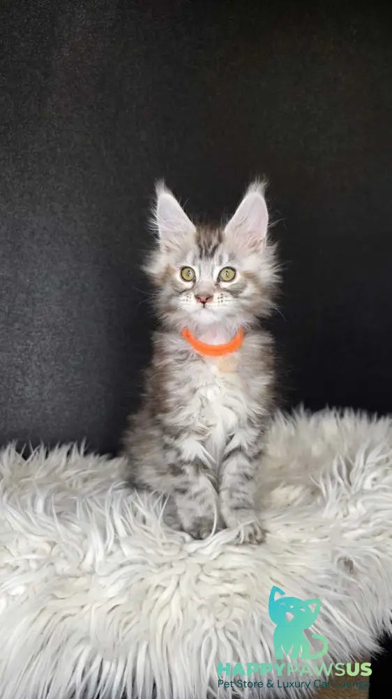 Tequila Maine Coon female black tortie bicolour tabby live animals
