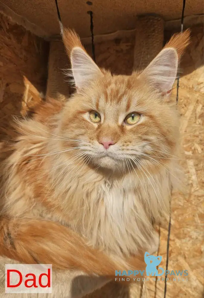 Tequila Maine Coon female black tortie bicolour tabby live animals