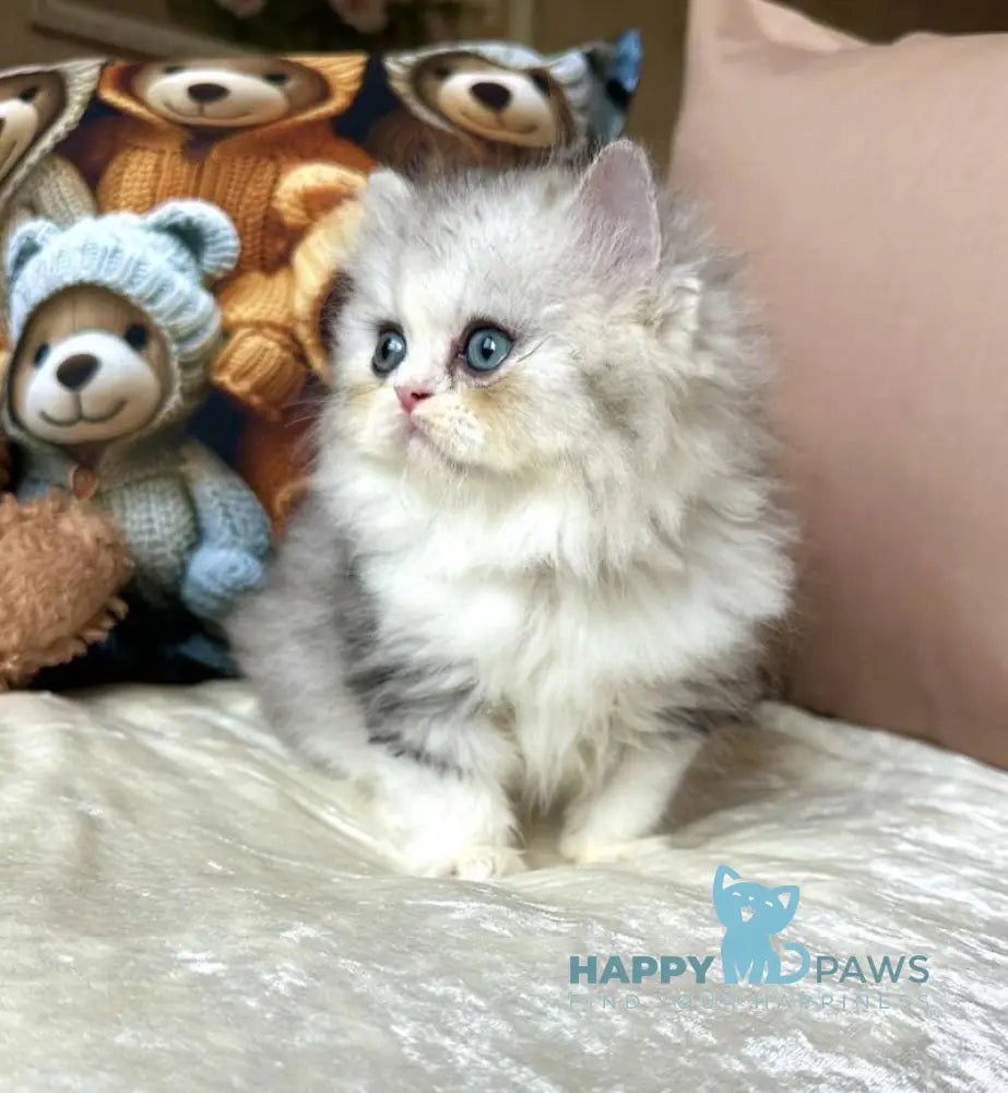 Tequila Scottish Straight female blue silver bicolour live animals