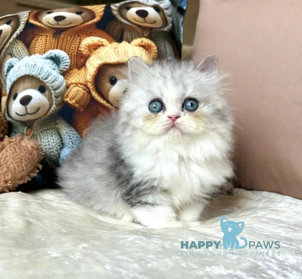 Tequila Scottish Straight female blue silver bicolour live animals