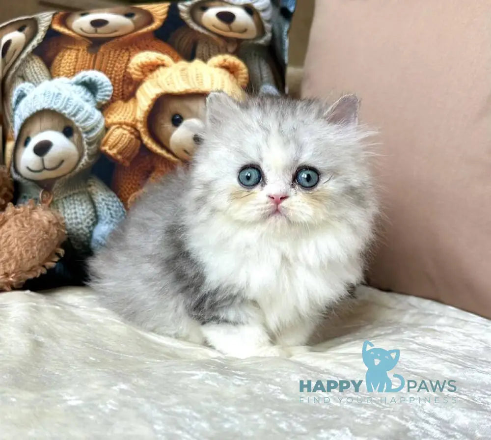 Tequila Scottish Straight female blue silver bicolour live animals