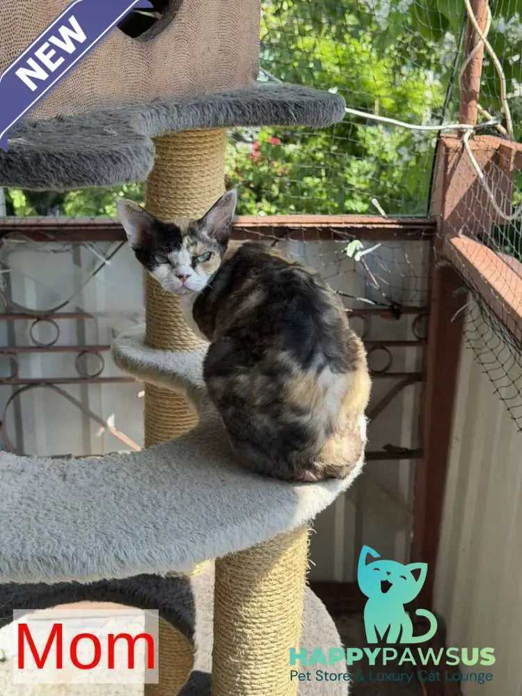 Teramisu Devon Rex female chocolate - live animals