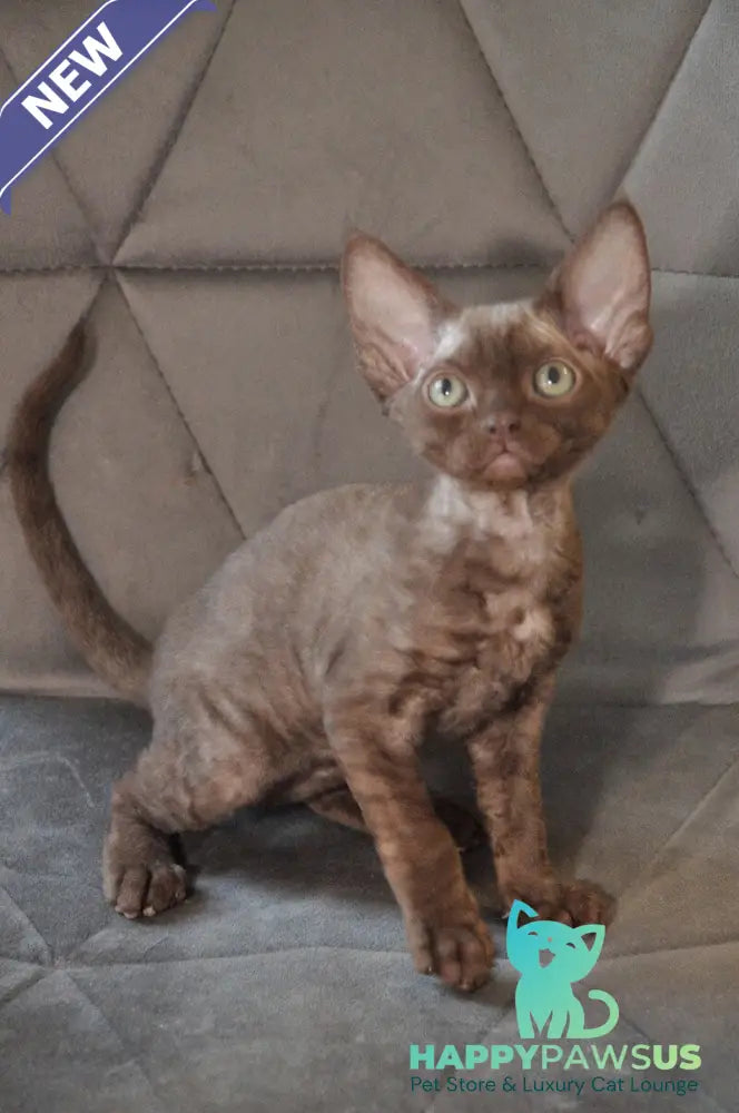 Teramisu Devon Rex female chocolate - live animals