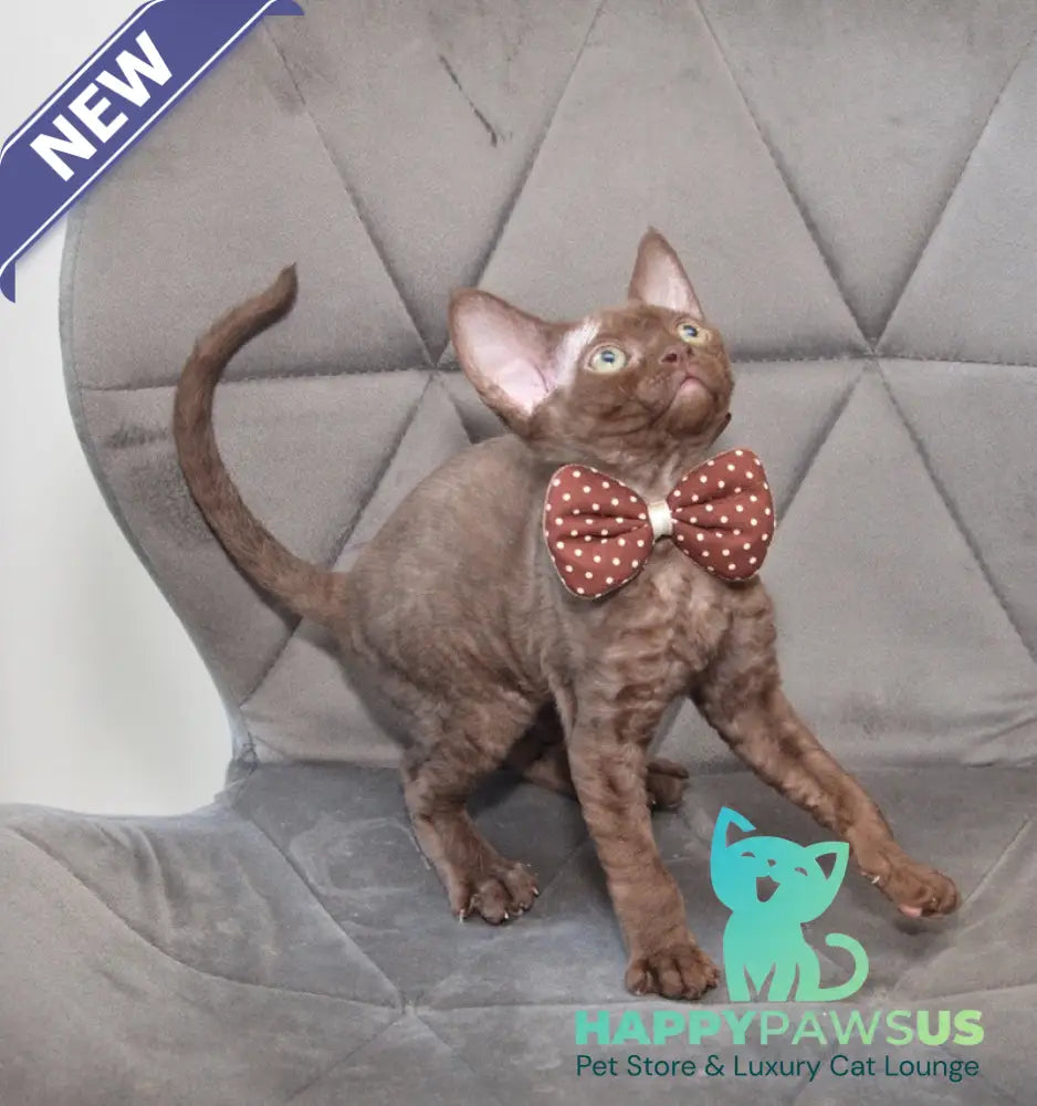 Teramisu Devon Rex female chocolate - live animals
