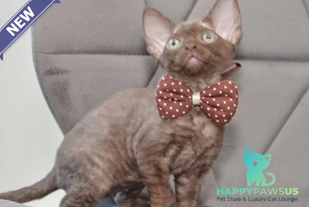 Teramisu Devon Rex female chocolate - live animals