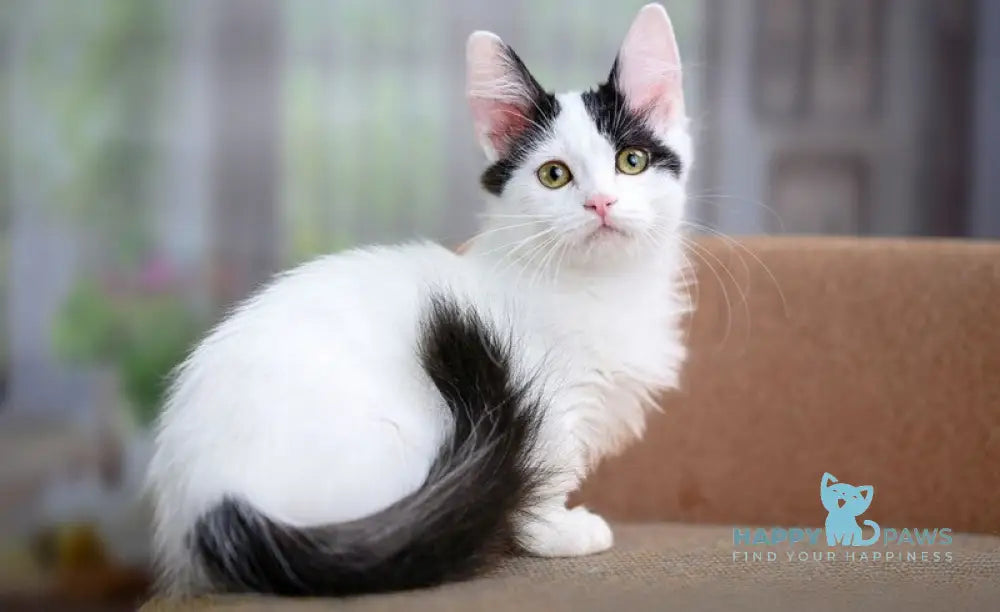 Teresa Munchkin female black van live animals