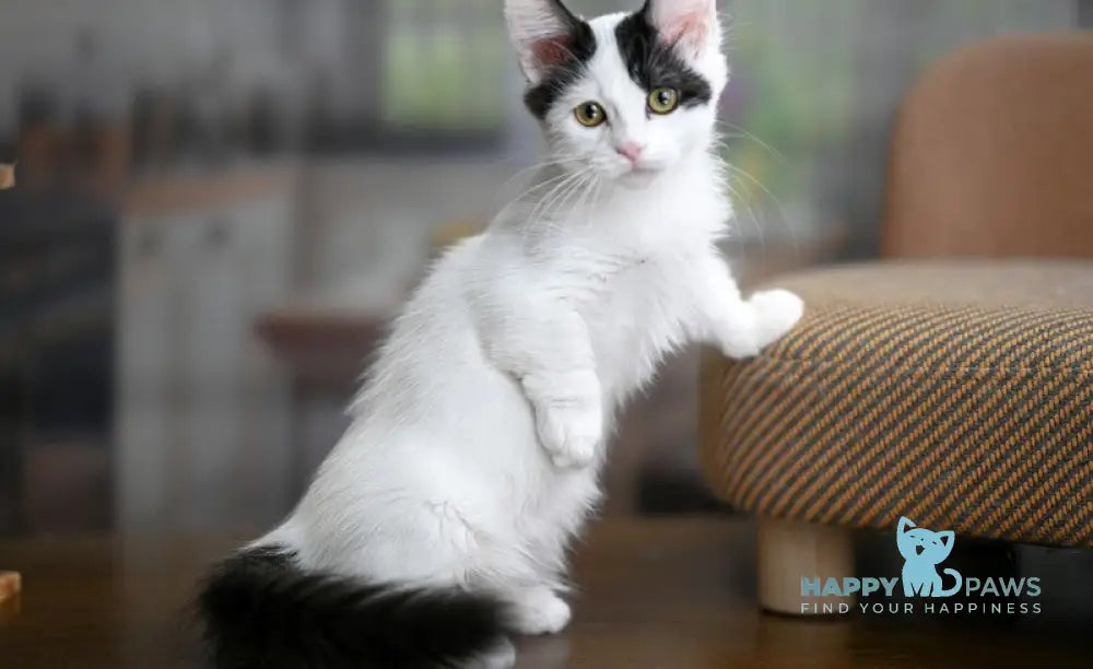 Teresa Munchkin female black van live animals