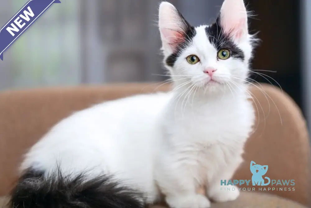 Teresa Munchkin female black van live animals