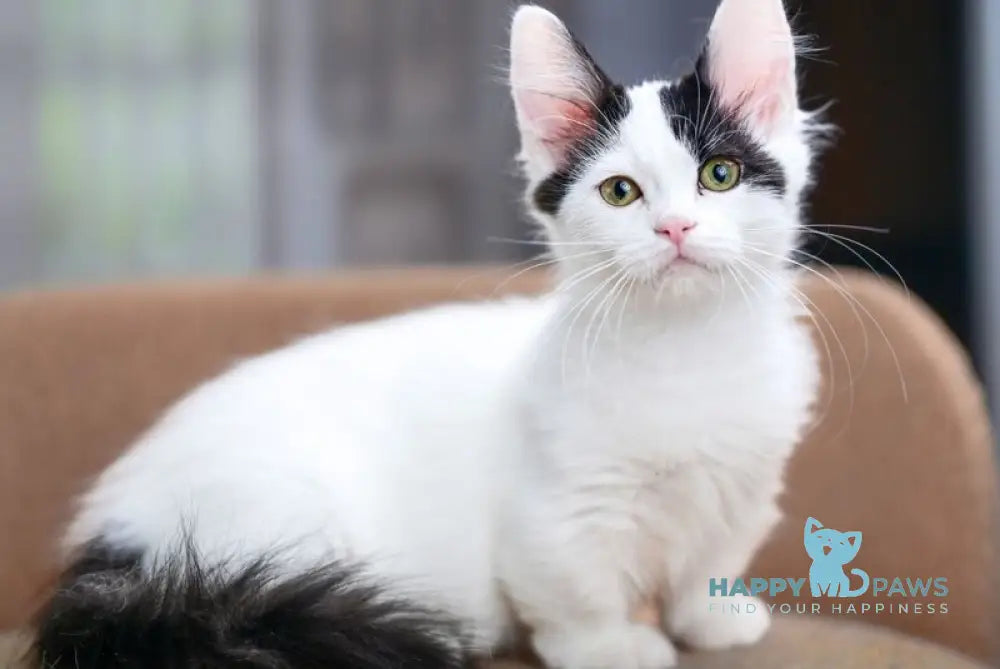 Teresa Munchkin female black van live animals