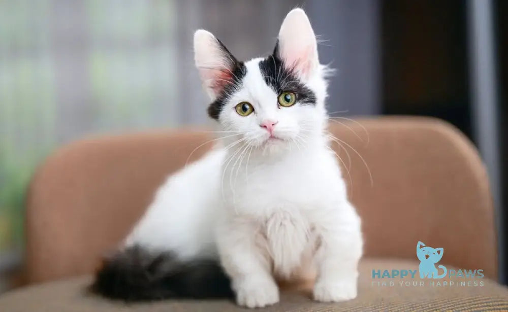 Teresa Munchkin female black van live animals