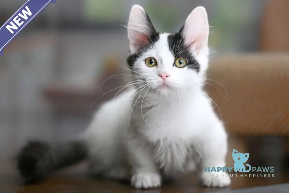 Teresa Munchkin female black van live animals