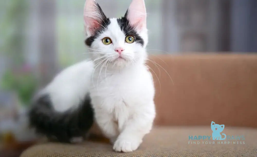 Teresa Munchkin female black van live animals