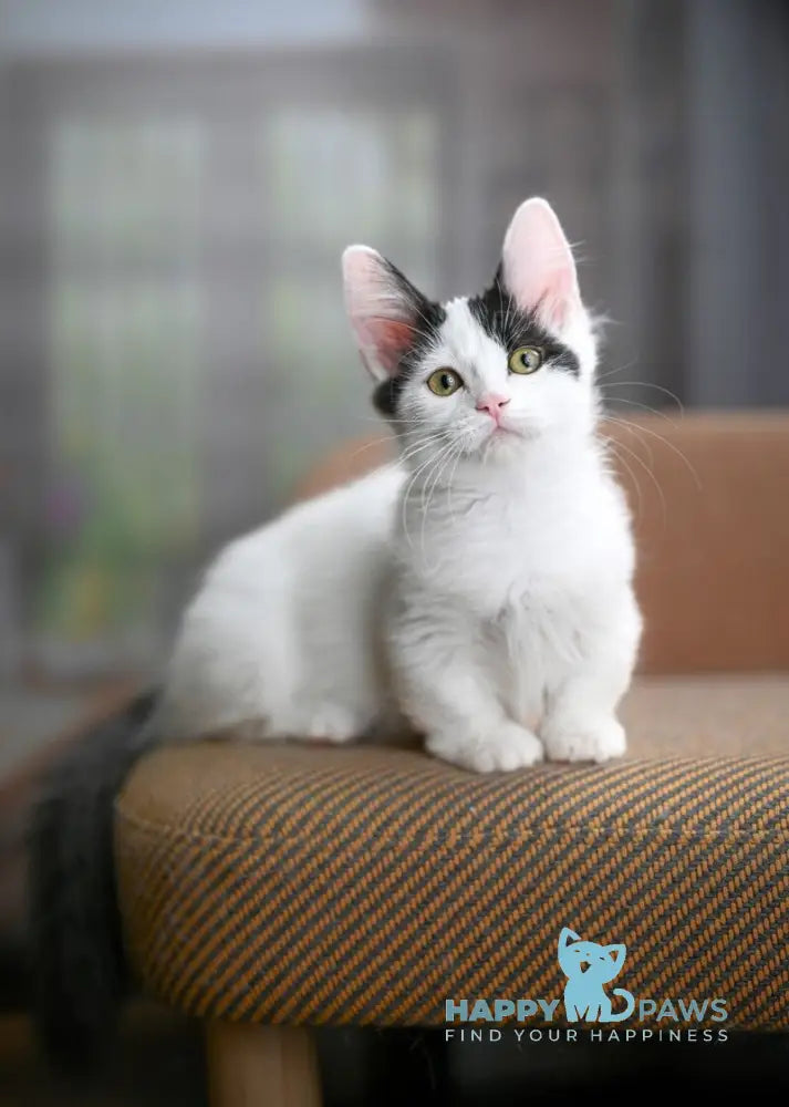 Teresa Munchkin female black van live animals