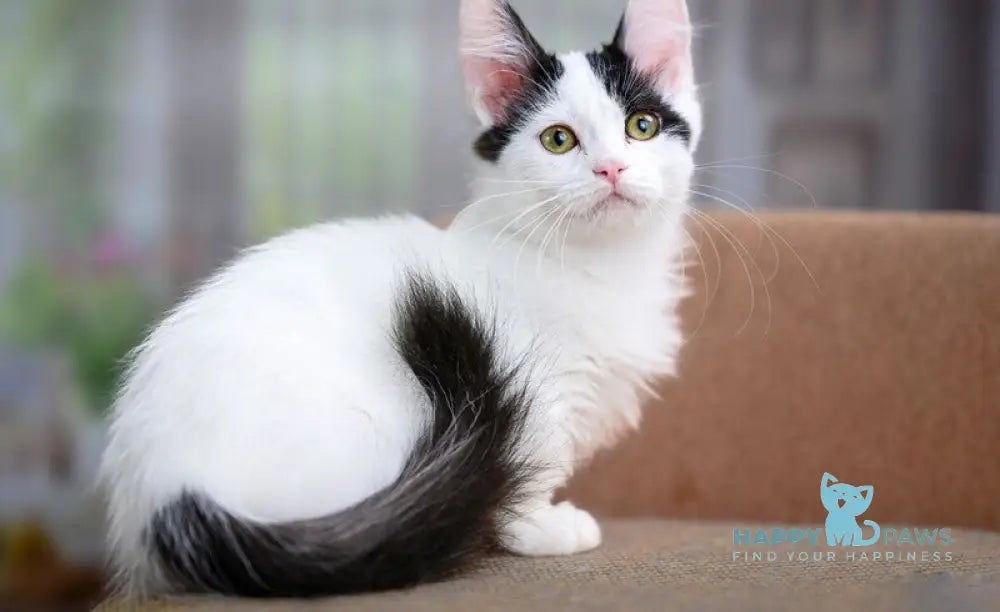 Teresa Munchkin female black van live animals