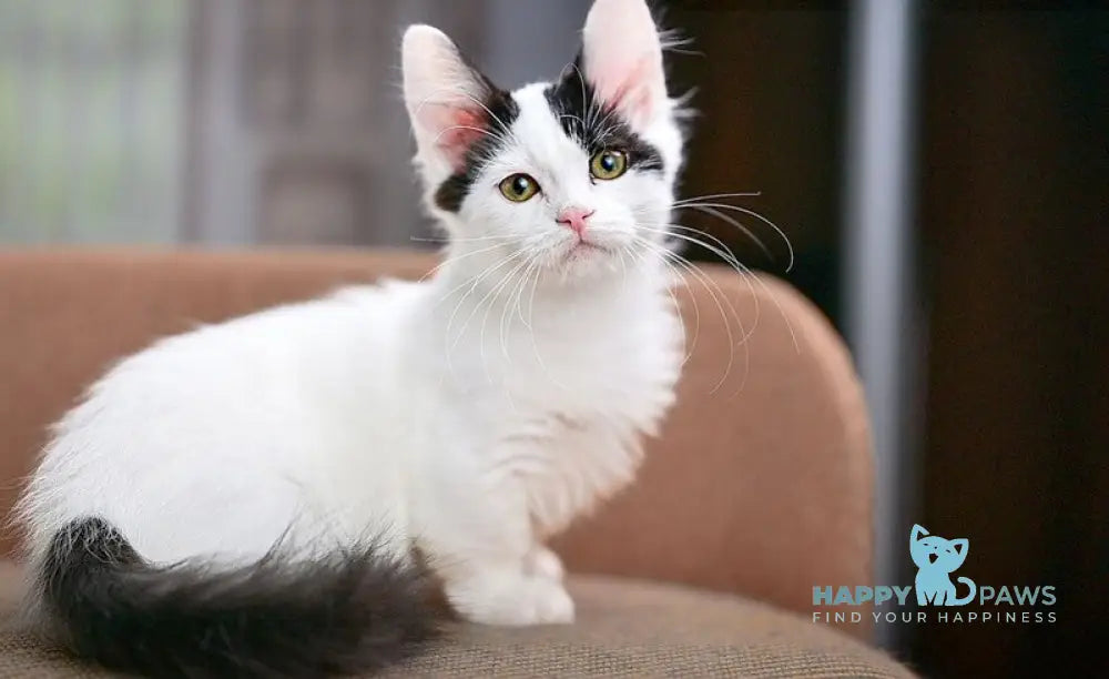 Teresa Munchkin female black van live animals