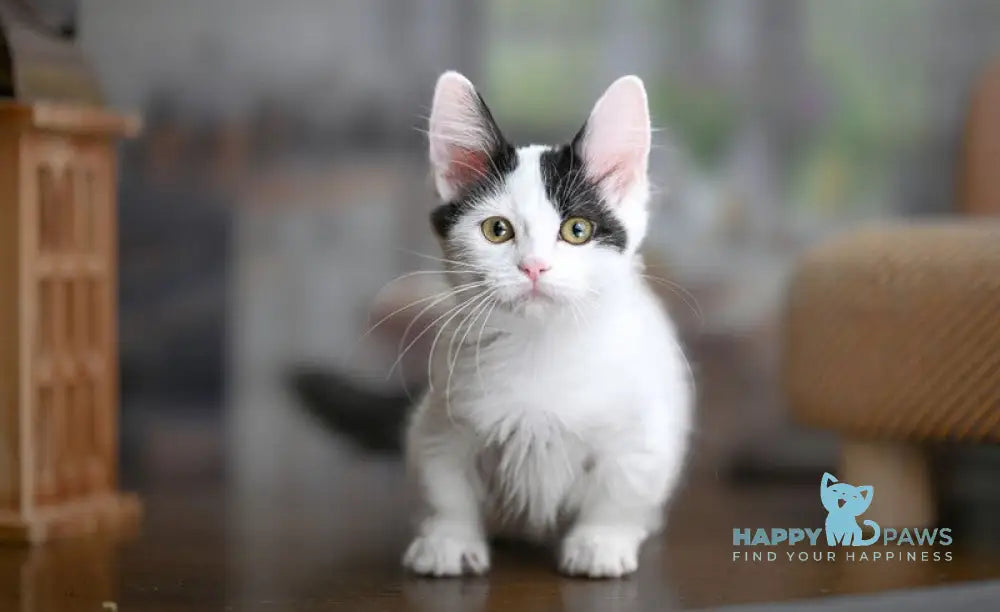 Teresa Munchkin female black van live animals