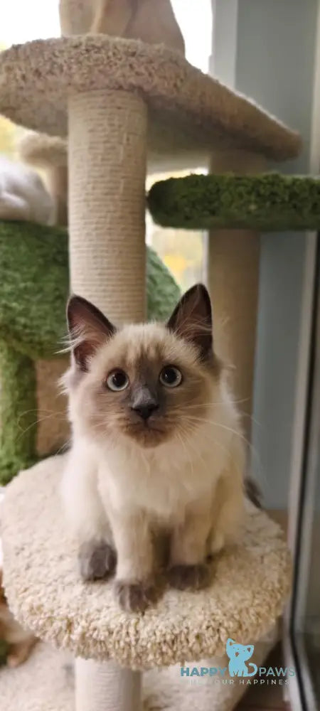 Teresa Siberian female blue pointed live animals